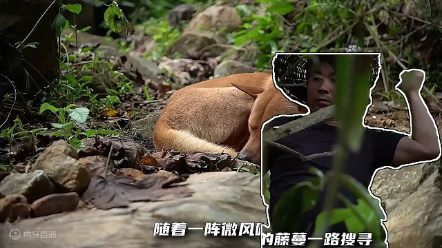 在热带雨林中独自生存挑战 EP.199-河流生存庇护所