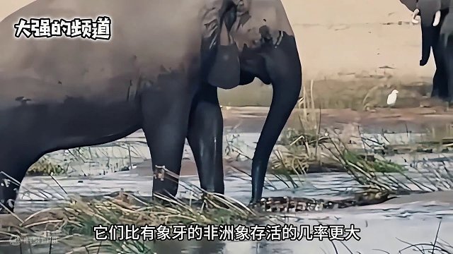 大象妈妈踩死鳄鱼#野生动物零距离 #动物世界的战斗