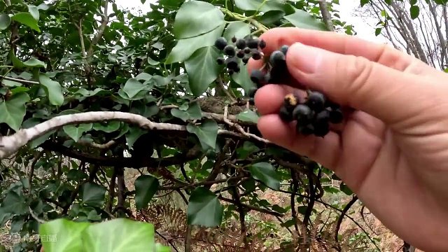 带着我的狗流浪荒野，仅靠着一块篷布，享受着野外篝火烹饪的日子 #野外生存 #我的乡野山居生活 #野外