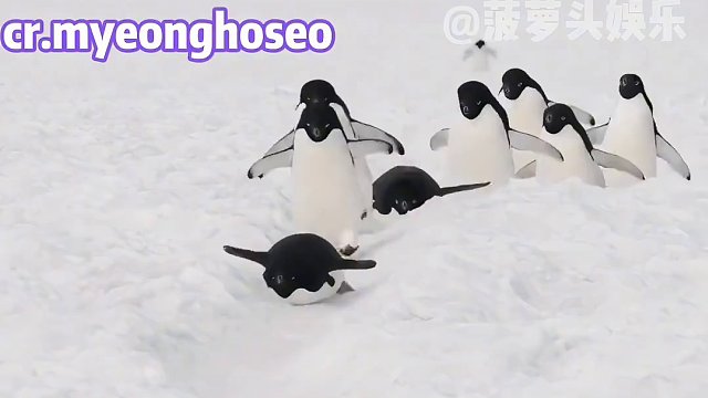 我被萌化…#娱乐评论大赏 #有梗老妹儿菠萝头 #企鹅 #萌