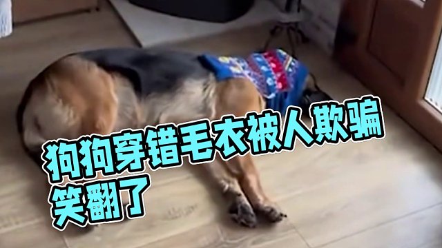 #狗狗 ：人类欺骗我感情，说好的帅气呢#万万没想到 #看一遍笑一遍