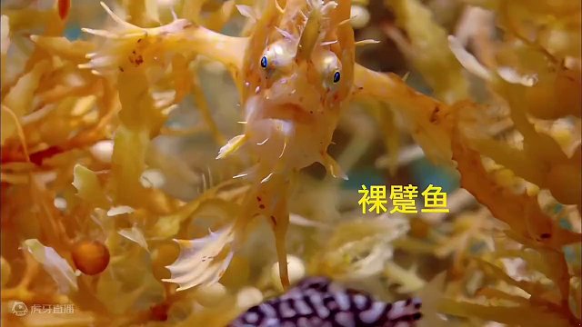 好怪哦！再看一眼。这鱼咋有手有脚的。好怪哦。（裸躄鱼）#鱼 #钓鱼 #纪录片