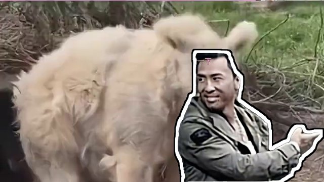 你瞧你那熊样 #冬眠 #起床 #熊