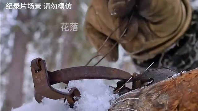 狩猎季即将结束猎人收获银狐#纪录片充电计划 #户外 #荒野求生 #我的观影报告