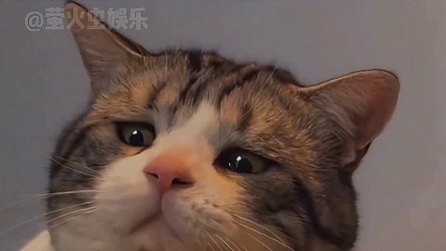 拜佛的小猫 小#猫咪 的愿望：今天想要多吃一点小鱼干！#可爱 #萌宠