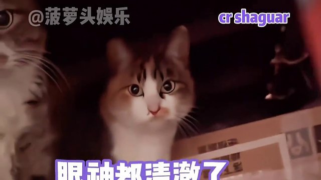 三花：身体屈服但眼神不服#娱乐评论大赏 #搞笑 #萌宠 #内容过于真实