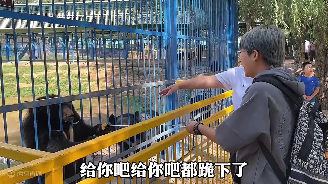 动物园：我能让你们白买票？ #动物的迷惑行为 #动物成精 #动物园 #搞笑视频