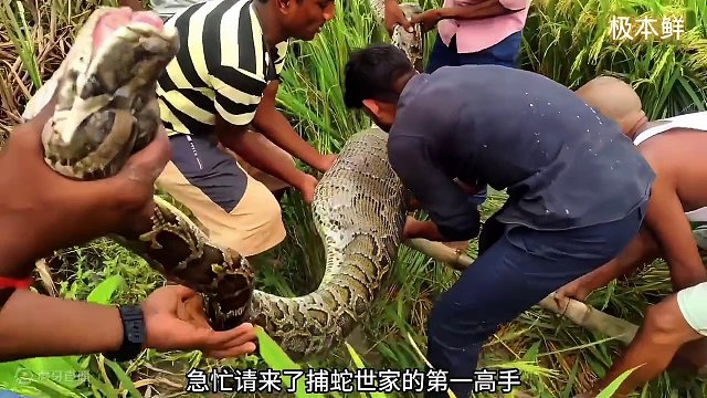 印度巨蟒在村庄吃人，捕蛇世家紧急出动，最后竟真吐出来了 #蟒蛇 #毒蛇 #野外生存 #原始技术 #蛇