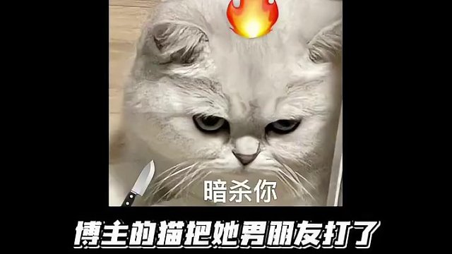 猫猫：老子下次一定不留活口（素材来源：小毕熊）