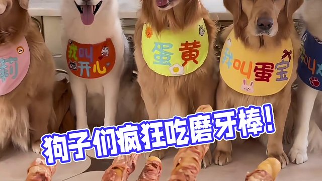 今天狗子们点名吃磨牙棒，没想到是这样的…#萌宠出道计划